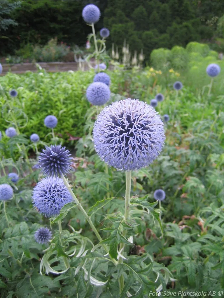 Echinops bannaticus 'Veitch's Blue'