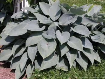 Hosta tardiana 'Halcyon'