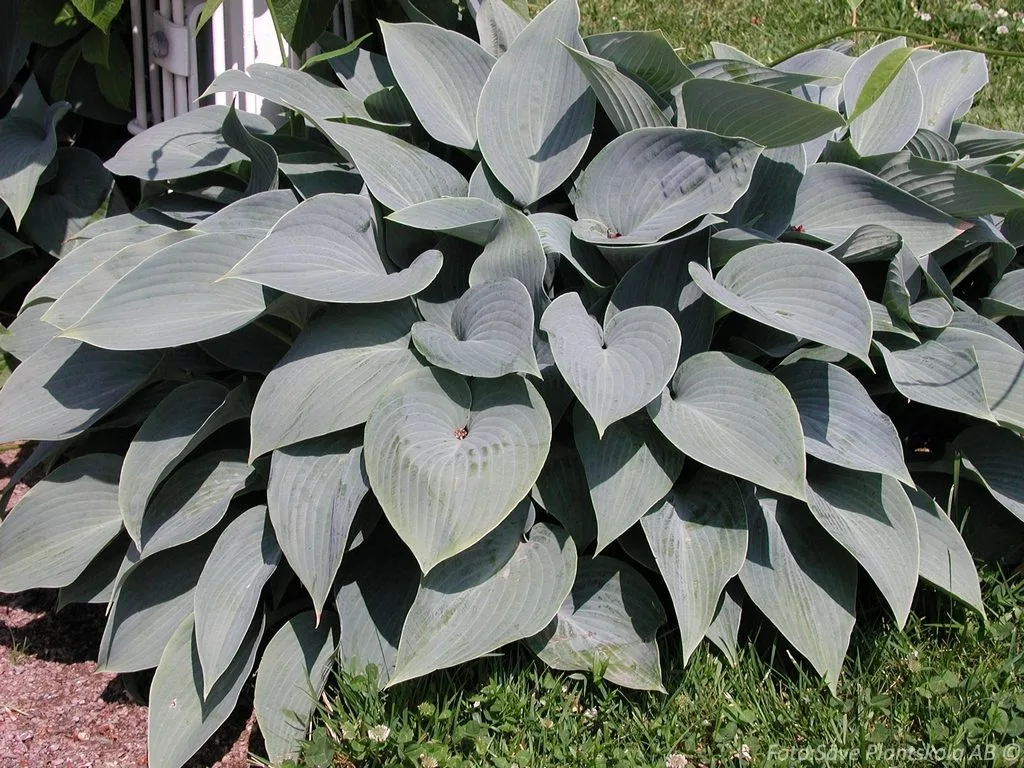 Hosta tardiana 'Halcyon'