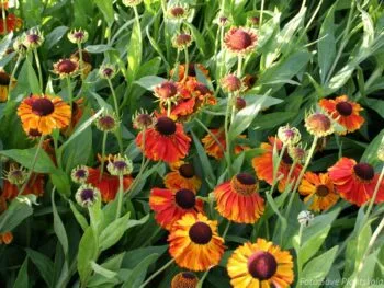 Helenium autumnale 'Sahin´s Early Flowering'