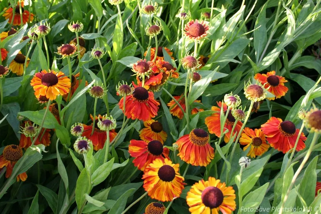 Helenium autumnale 'Sahin´s Early Flowering'