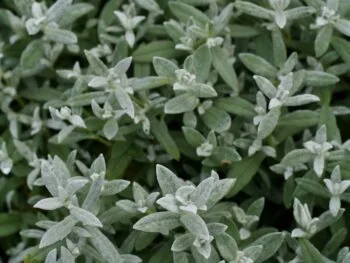 Cerastium tomentosum 'Silverteppich'
