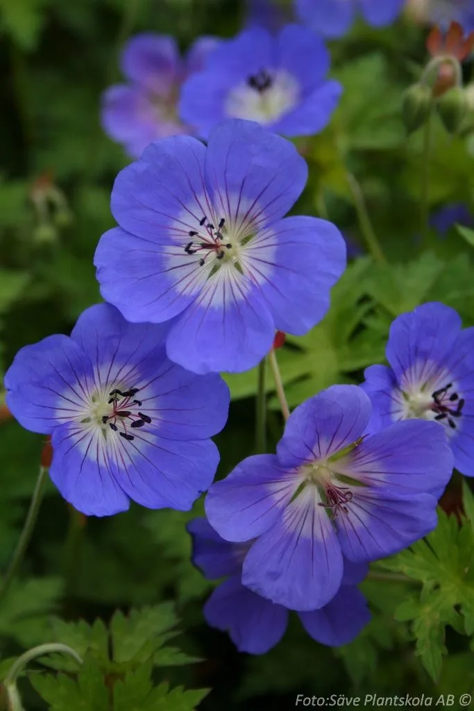 Geranium 'Rozanne'