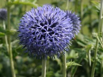 Echinops bannaticus