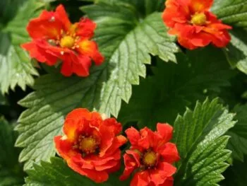 Potentilla atrosanguinea
