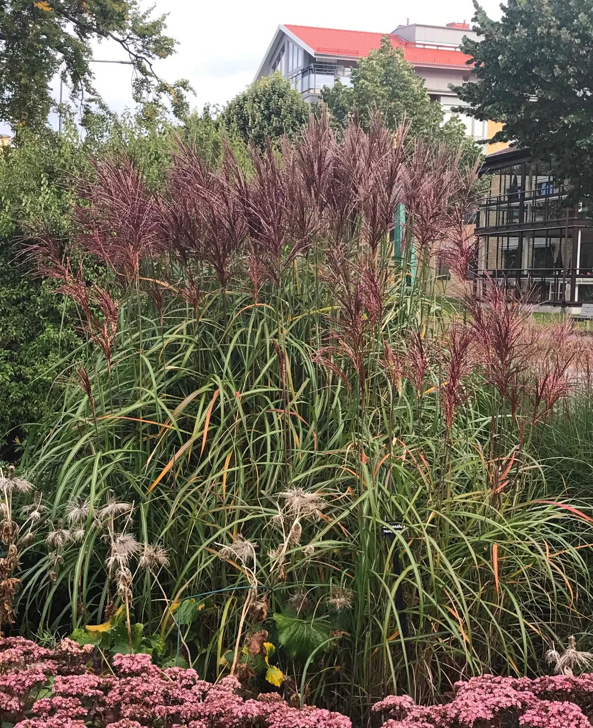 Miscanthus sinensis 'Malepartus' - Image 2