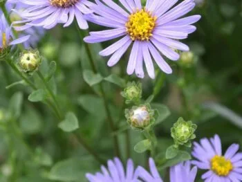 Aster amellus 'Axel Tallner'