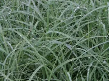 Carex flacca 'Blue Zinger'