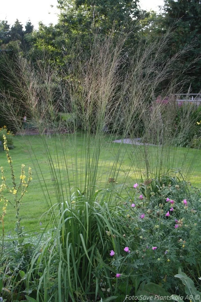 Molinia arundinacea 'Transparent' - Image 2