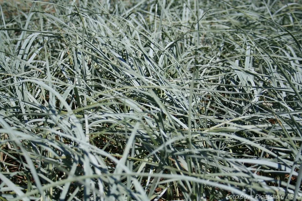 Elymus magellanicus - Image 2