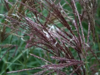 Miscanthus sinensis 'Kleine Fontäne'