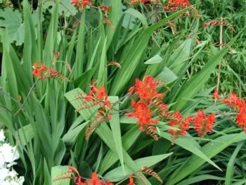 Crocosmia masoniorum 'Lucifer'