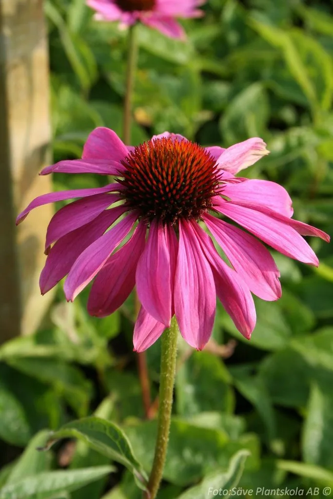 Echinacea purpurea 'Magnus' - Image 2