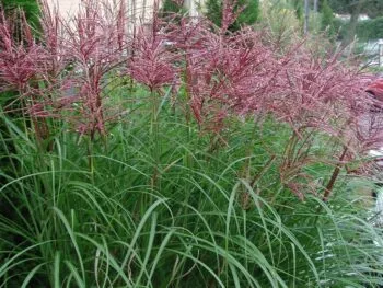 Miscanthus sinensis 'Malepartus'