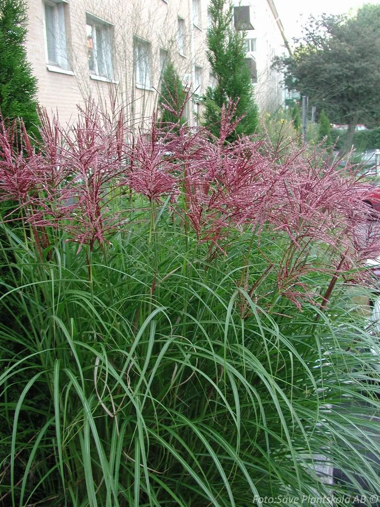 Miscanthus sinensis 'Malepartus'