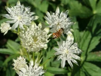 Astrantia major 'Star of Billion'