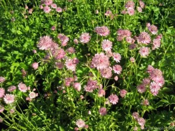 Astrantia major 'Buckland'