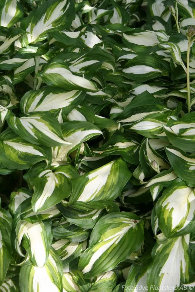 Hosta 'Night Before Christmas'