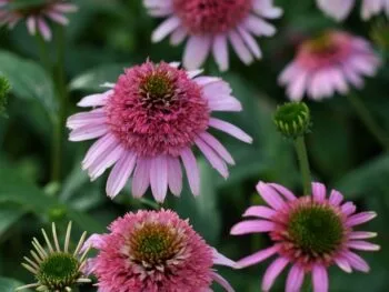 Echinacea purpurea 'Pink Sorbet'