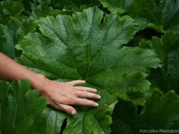 Darmera peltata