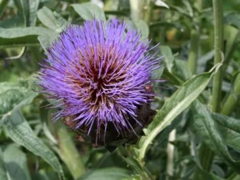 Cynara scolymus