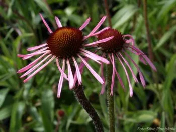 Echinacea pallida
