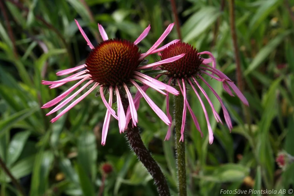Echinacea pallida