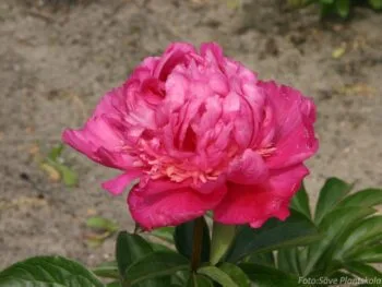 Paeonia lactiflora 'Felix Crousse'
