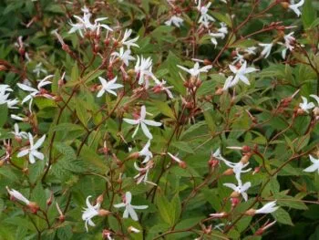 Gillenia trifoliata