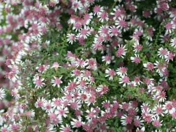Aster lateriflorus 'Horizontalis'