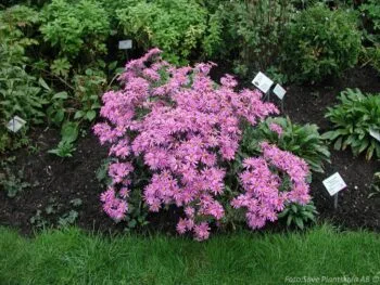 Aster amellus 'Pink Zenith'