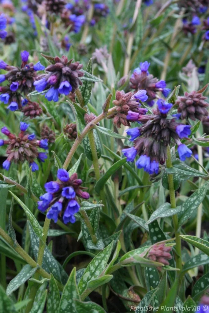 Pulmonaria longifolia 'E.B. Anderson'