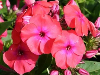 Phlox paniculata 'Coral Flame'