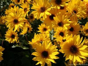 Helianthus rigidus 'Miss Mellish'