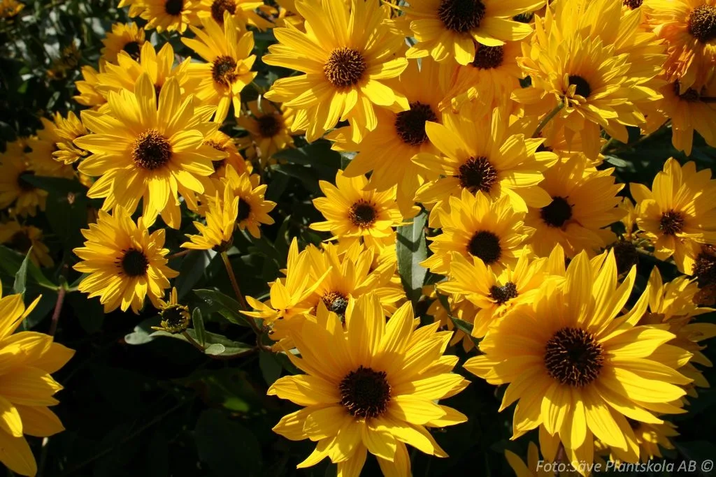Helianthus rigidus 'Miss Mellish'