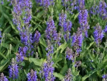 Salvia nemorosa 'Rugen'