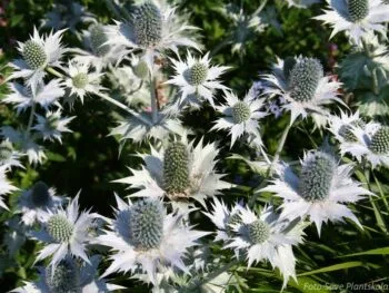 Eryngium giganteum