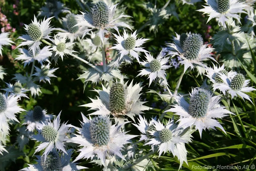 Eryngium giganteum