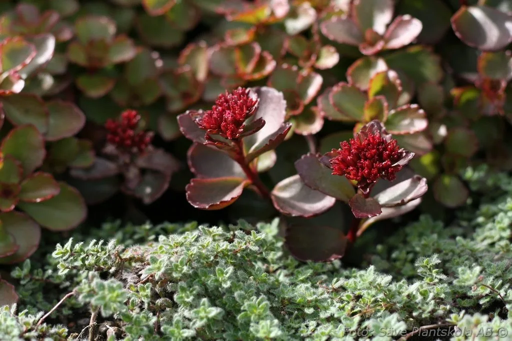 Phedimus (Sedum) spurius 'Fuldaglut'