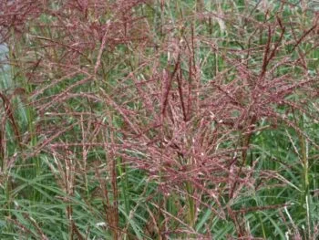 Miscanthus sinensis 'Ferner Osten'