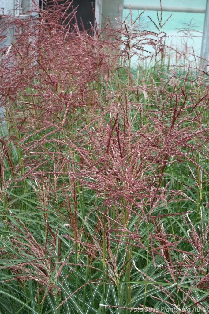 Miscanthus sinensis 'Ferner Osten'