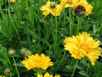 Coreopsis grandiflora 'Early Sunrise'