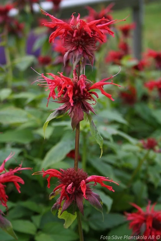 Monarda didyma 'Cambridge Scarlet'