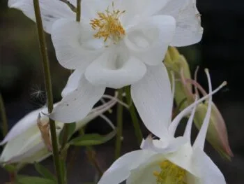 Aquilegia vulgaris 'Nivea'