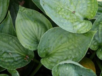 Hosta 'Abiqua Drinking Gourd'