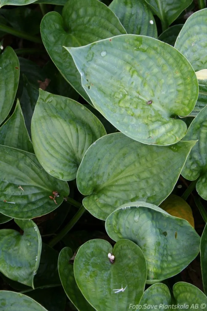 Hosta 'Abiqua Drinking Gourd'