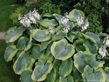 Hosta sieboldiana 'Frances Williams'