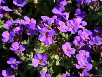 Aubrieta x cultorum 'Blaumeise'