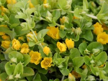Lysimachia nummularia