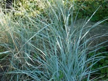 Elymus magellanicus